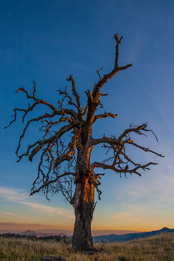 Old Tree At Sunset Photograph by Marc Crumpler