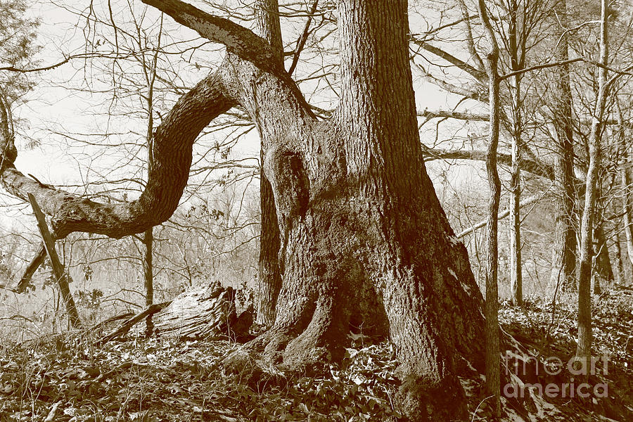 Old Tree Photograph by Dwight Cook