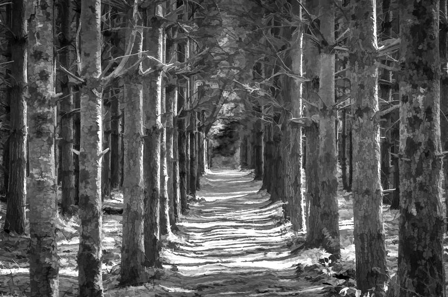 Old Tree Farm Smoky Mountains Painted BW  Photograph by Rich Franco