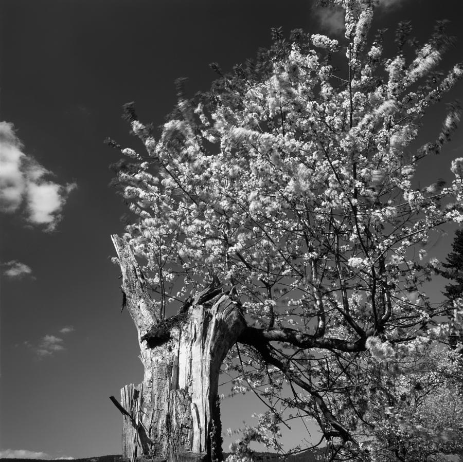 Old Tree Flowering In Spring - Monochrome Photograph