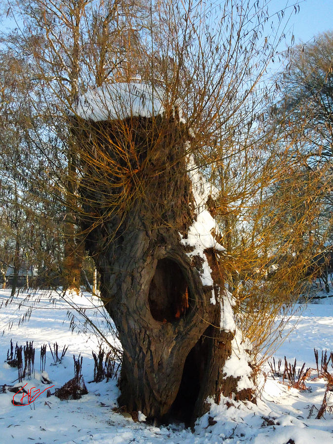 Old Tree Friend Denmark  Photograph by Colette V Hera Guggenheim
