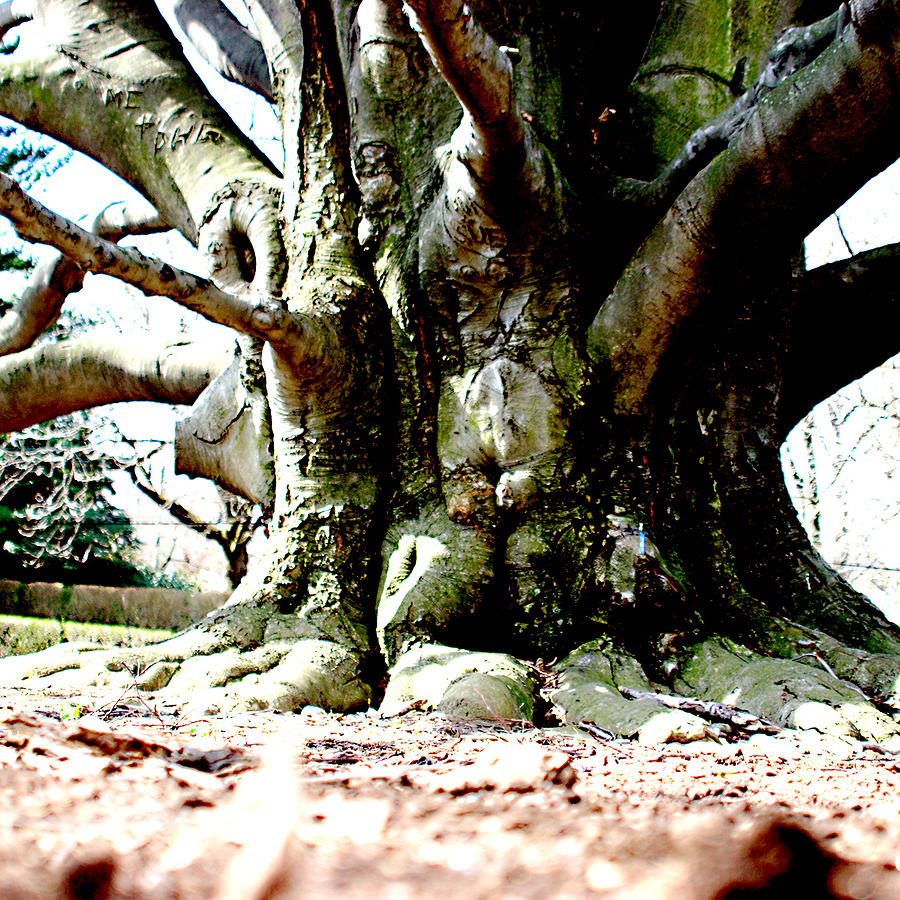 Old Tree Ground Up 2 Photograph by Jean Macaluso