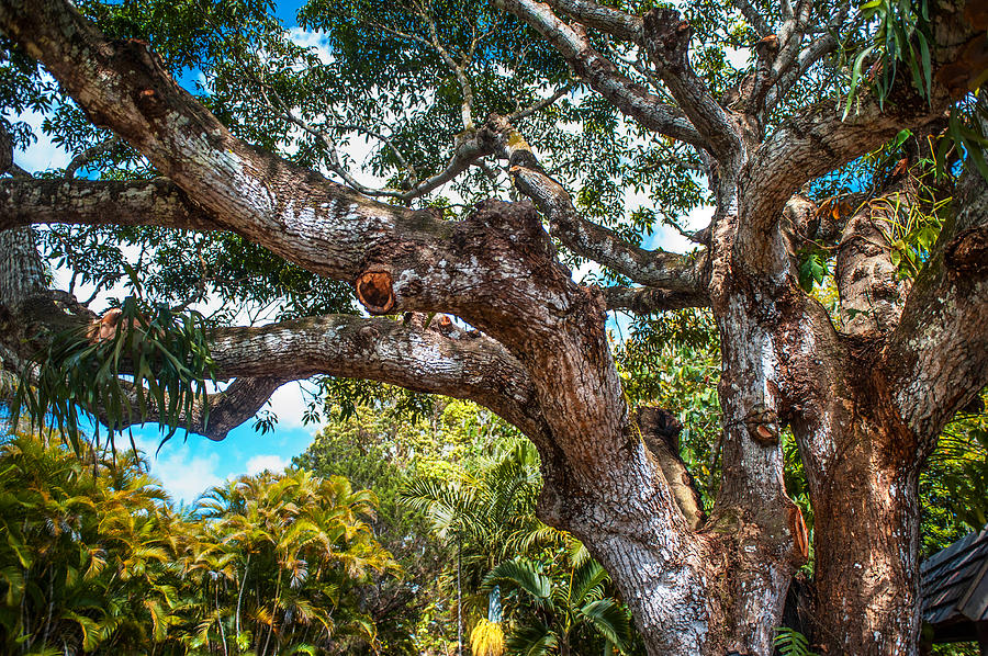 Old Tree in Eureka. Mauritius Photograph by Jenny Rainbow
