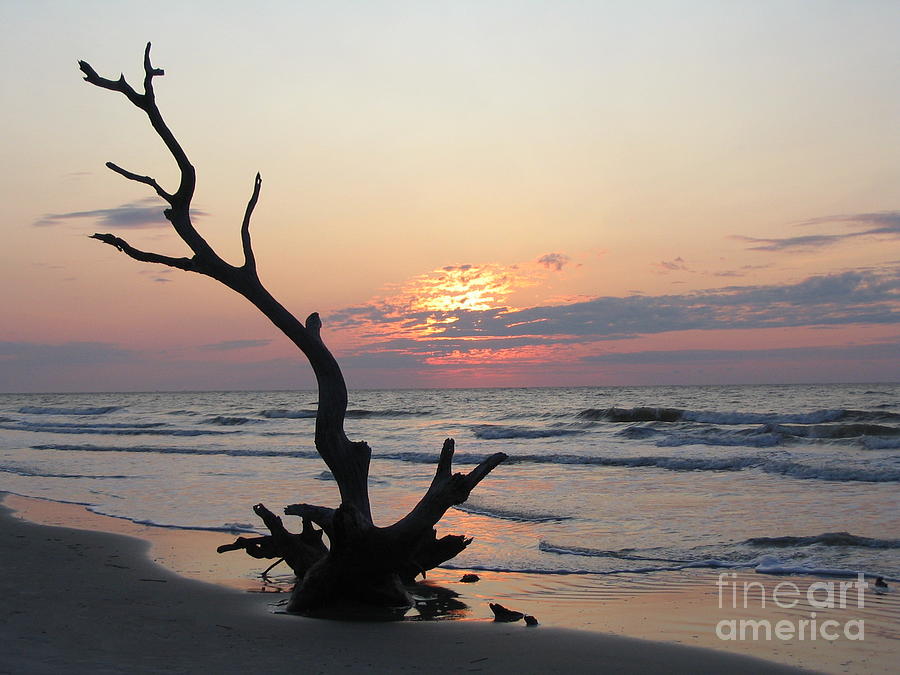 Old Tree In The Sunrise Surf Photograph by Paddy Shaffer