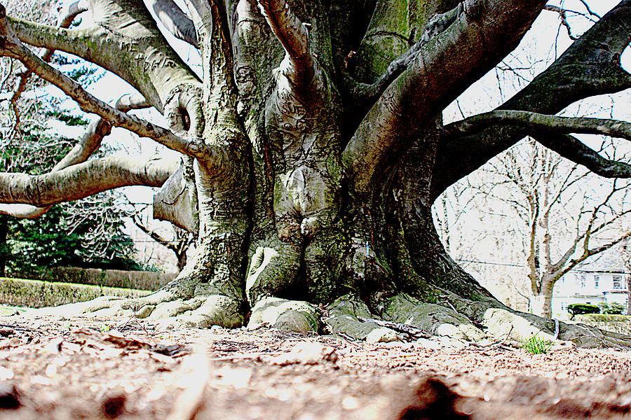 Old Tree Roots Photograph by Jean Macaluso