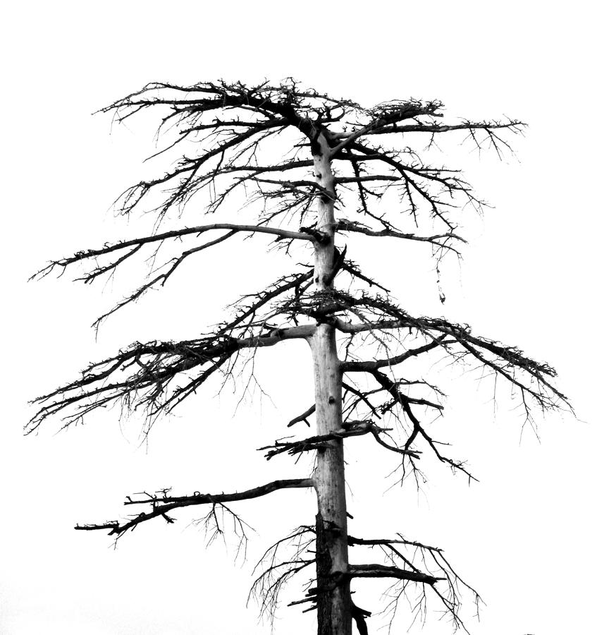 Old Tree Photograph by Salman Ravish