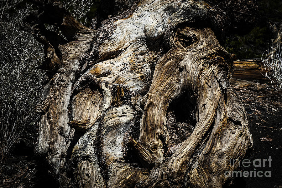 Old tree stump  Photograph by Dan Yeger