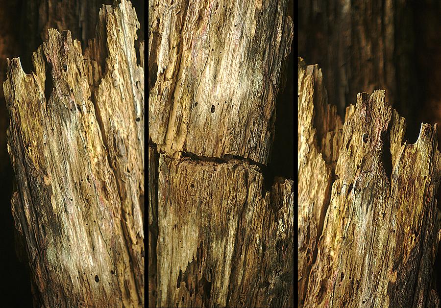 Old Tree Trilogy With Black Margins Photograph by Suzanne Powers