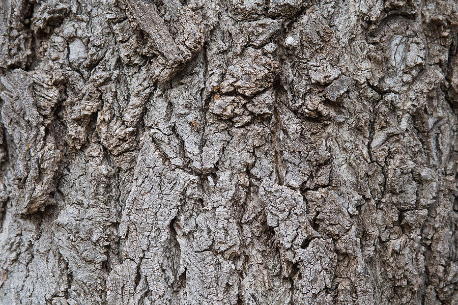 Old Tree Trunk Bark Texture Photograph