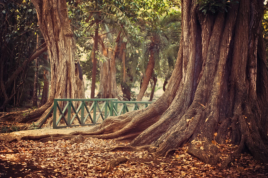 Old trees in Pamplemousse Garden. Mauritius Photograph by Jenny Rainbow