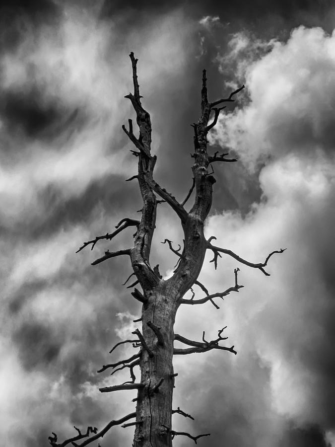 Black And White Photograph - Old Trees Reach for the Sky by John Haldane