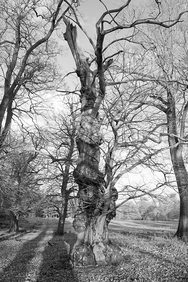 Old Trees Photograph by Roy Pedersen