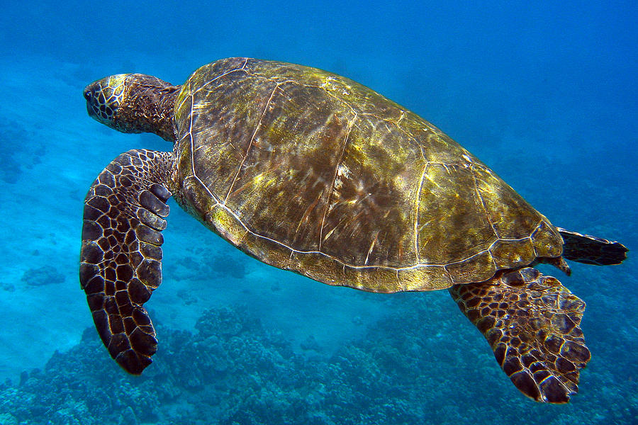 Old Turtle Photograph by Trent Welsh - Fine Art America