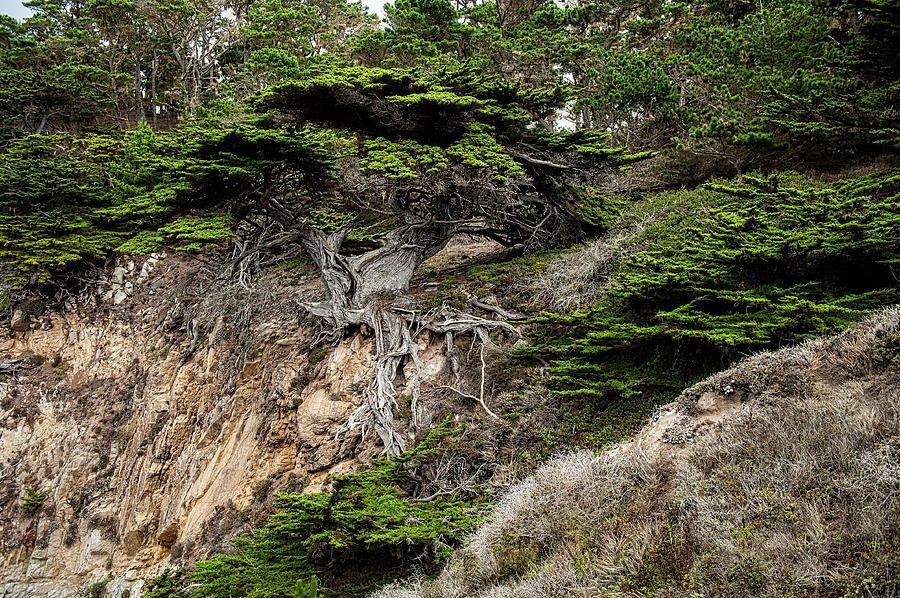 Big Sur Photograph - Old Veteren Cypress Tree II by George Buxbaum