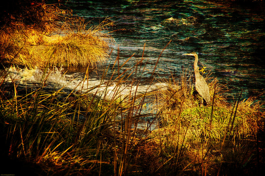 Old View Heron Watch Photograph by Mick Anderson