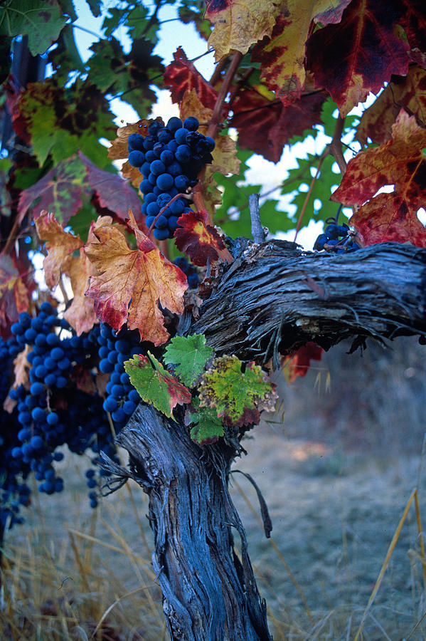 Wine Photograph - Old Vine by Kathy Yates