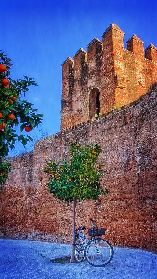 Tree Photograph - Old Walls Orange Trees and a Bike by Joan Carroll