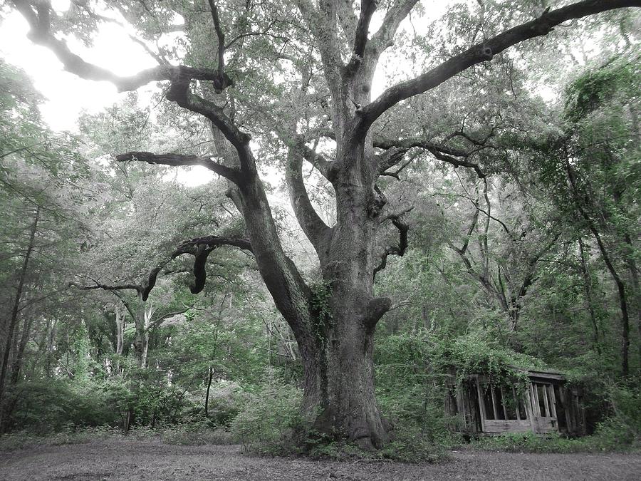 Nature Photograph - Old weepy oak by Danny Smith