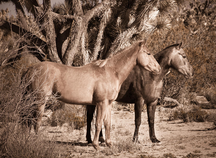 Old West Wild Horses Photograph by Wolfgang Hauerken