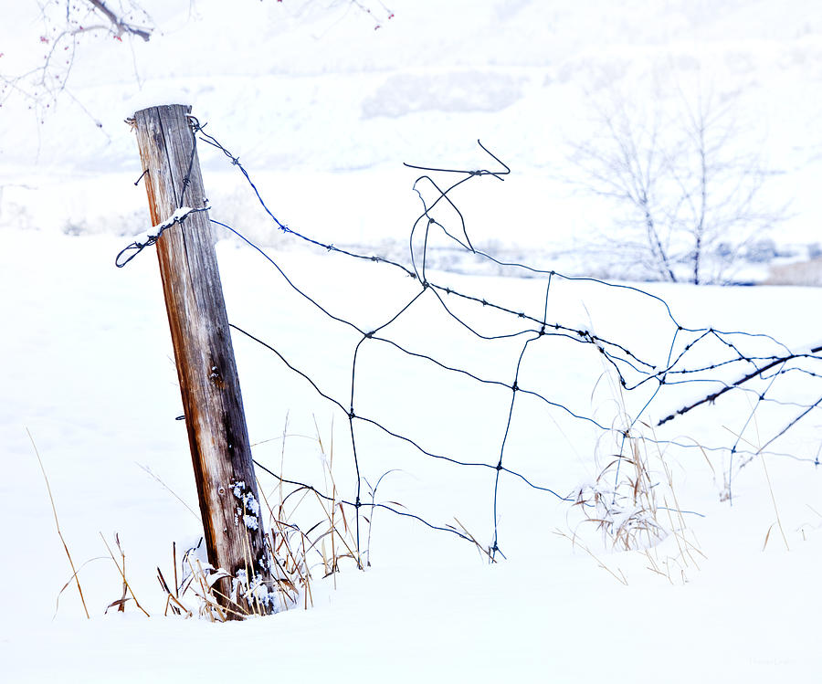 Winter Photograph - Old Wire Fence by Theresa Tahara