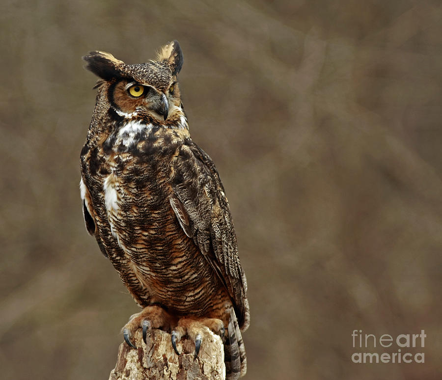Owl Photograph - Old Wise One  by Inspired Nature Photography Fine Art Photography