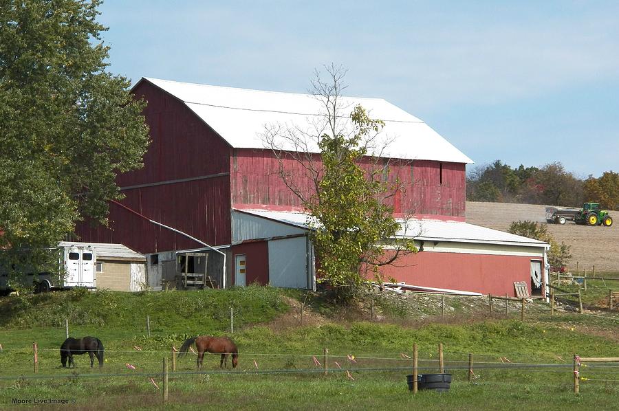 Old wood barn with horses Photograph by Mark Moore - Fine Art America