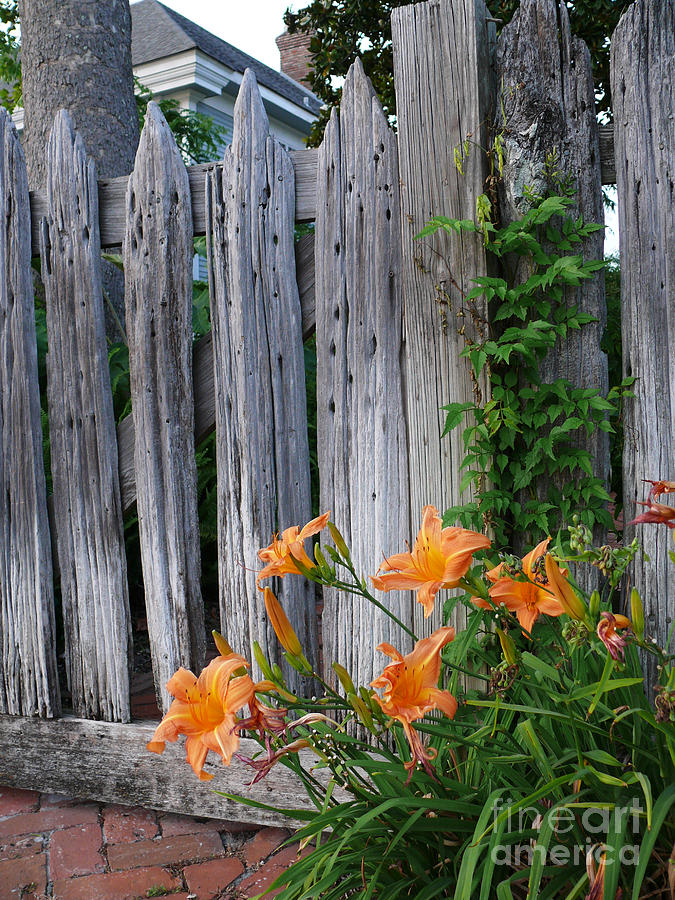 Old Wood Fence and Lilies Photograph by Jeanne  Woods