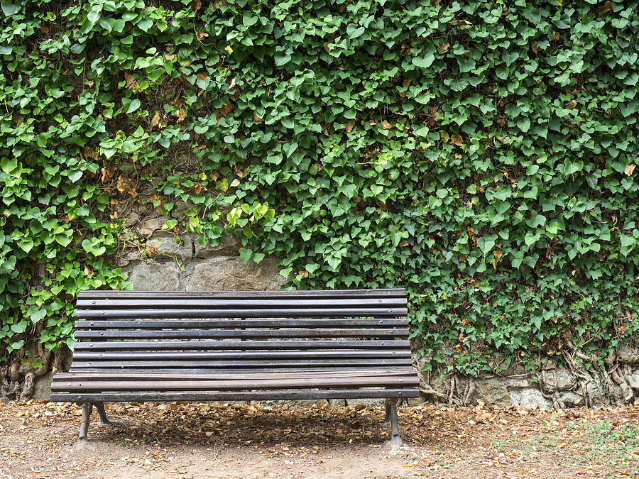 Old wooden bench in a public park, with a wall full of green leaves of a creeper plant Photograph by Jose A. Bernat Bacete