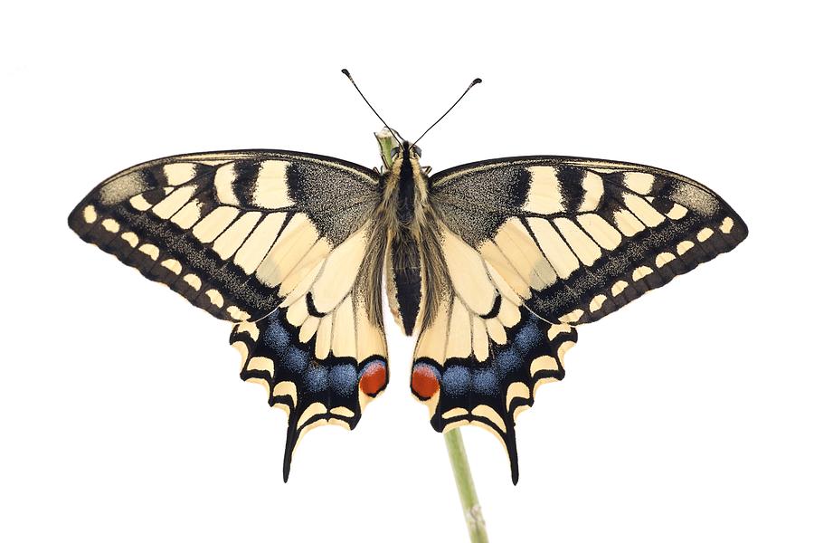 Old World Swallowtail Papilio Machaon Photograph by Mirekkijewski