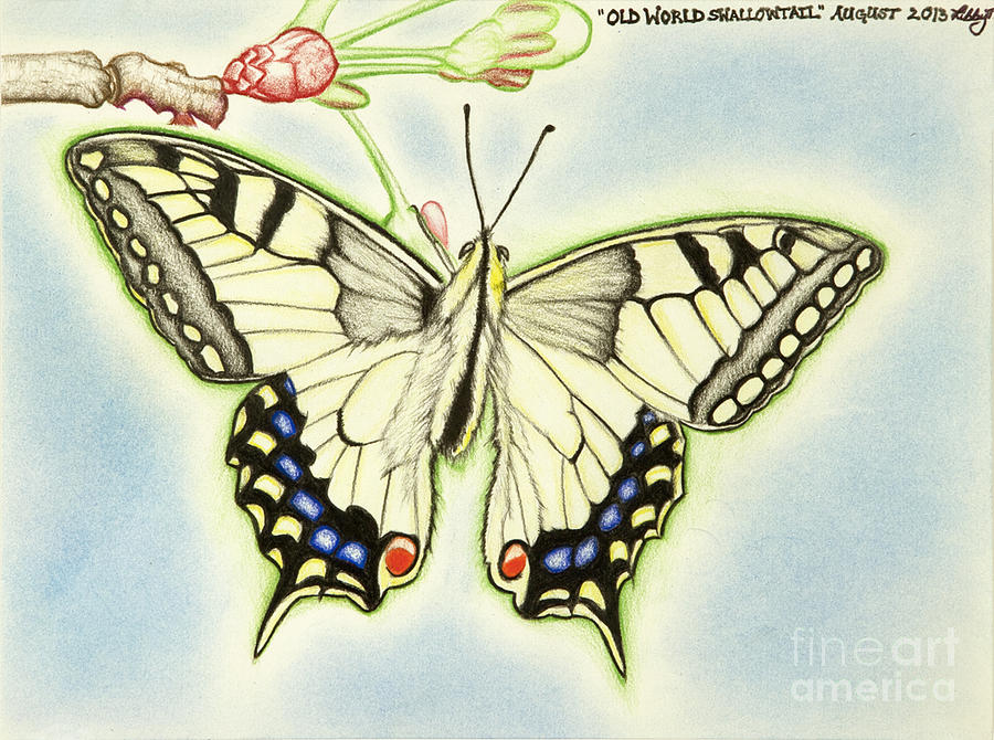 Old World Swallowtail Drawing by Taryn  Libby