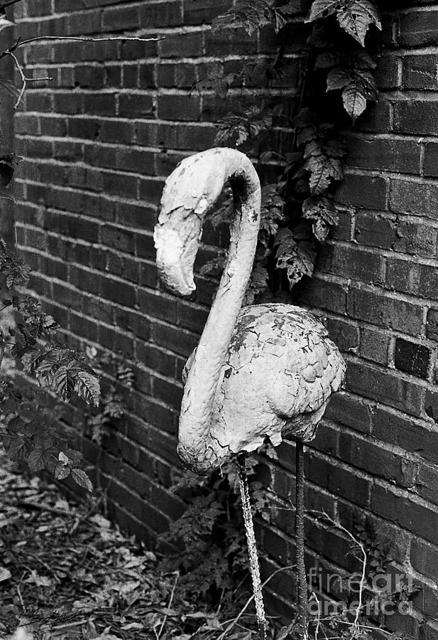 Old Yard Flamingo Photograph by Tom Brickhouse