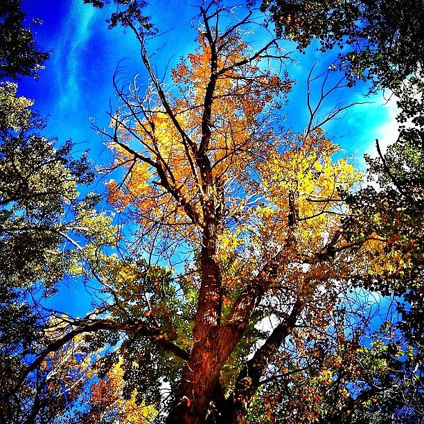 Fall Photograph - Old Yellar by Cody Haskell