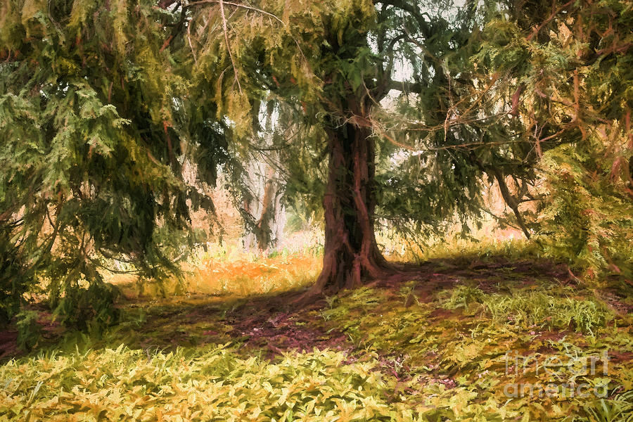 Nature Photograph - Old Yew Tree by Ann Garrett