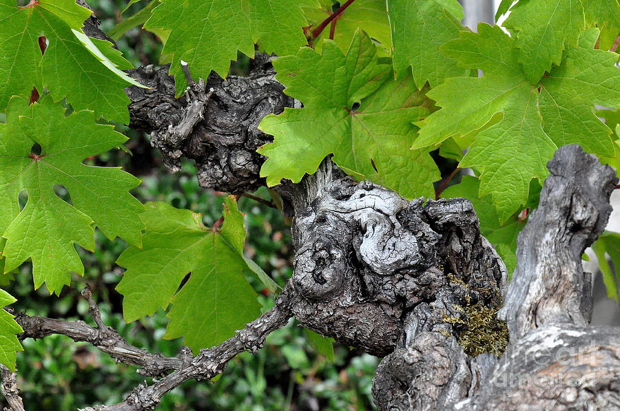 Old Zinfandel Grape Vine Photograph by Tatyana Searcy