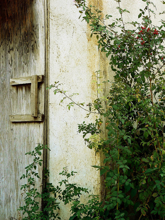 Flower Photograph - Olde Garden Wall  by Pamela Patch