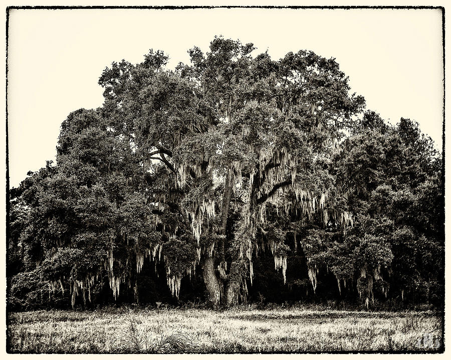 Olde Plantation Photograph by JoyLin Photography - Fine Art America