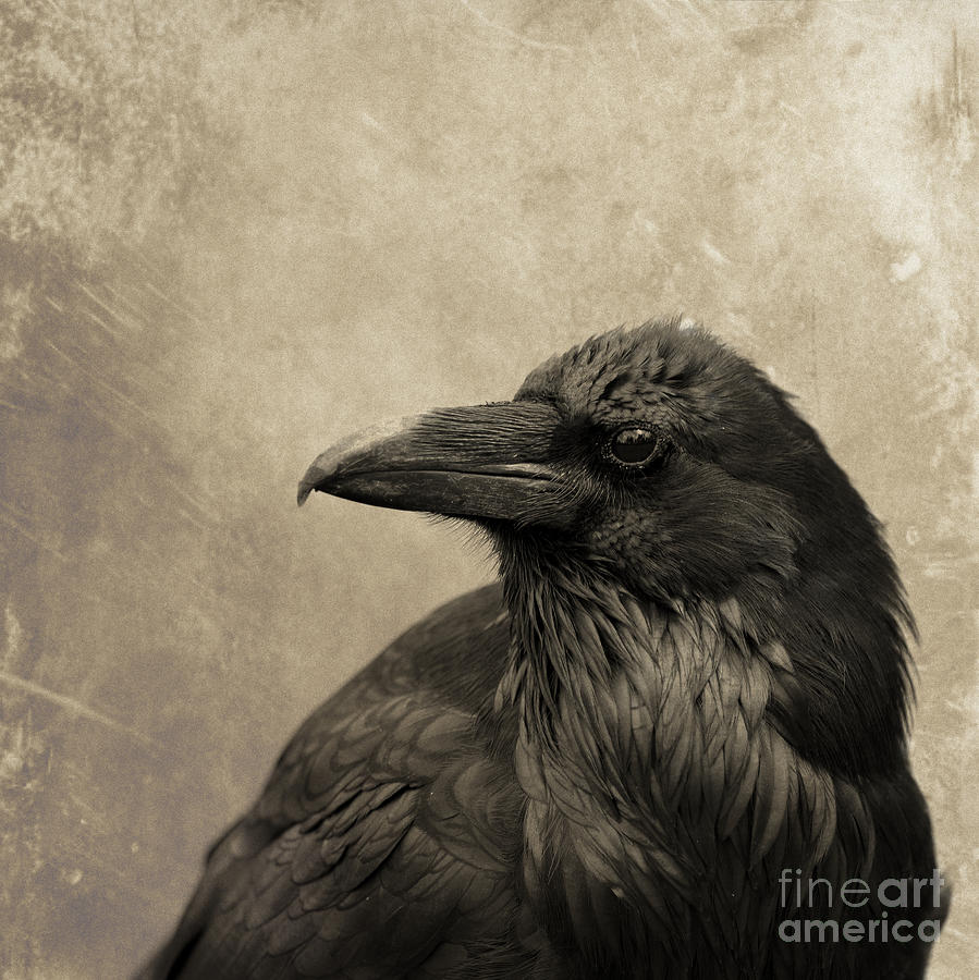 Olde Raven Photograph by Christina Williams - Fine Art America