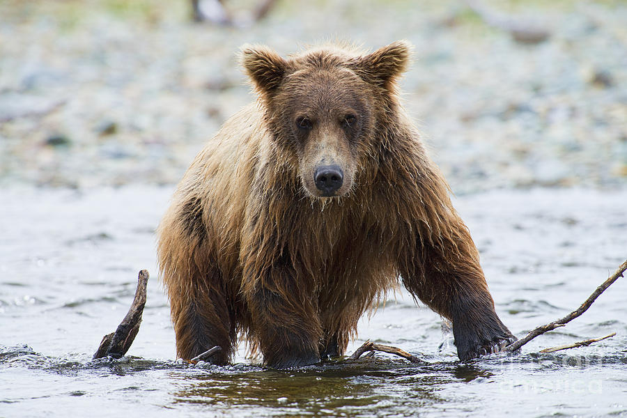 Older brown bear cub in water Photograph by Dan Friend