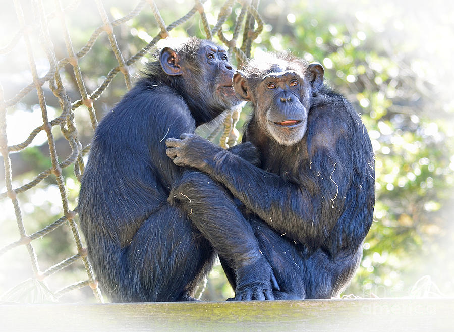 Olderly Chimpanzees Embracing Fade To White Version Photograph by Jim Fitzpatrick