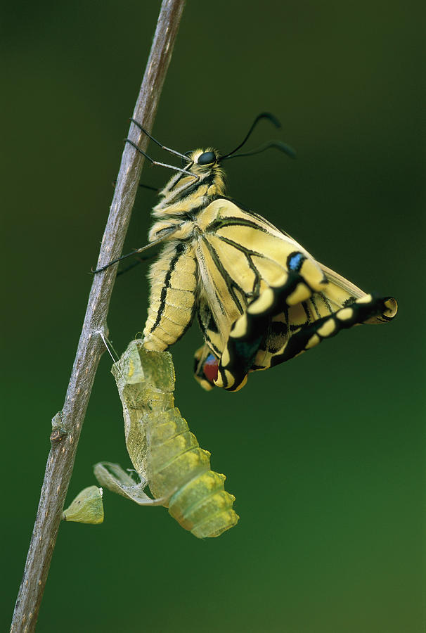 Oldworld Swallowtail Emerging Photograph by Thomas Marent