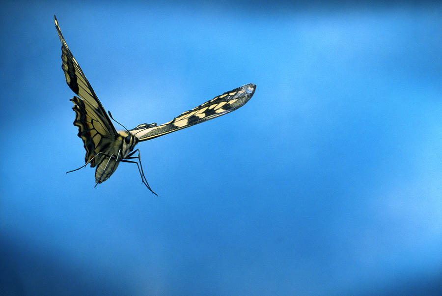 Oldworld Swallowtail Photograph by Rene Krekels