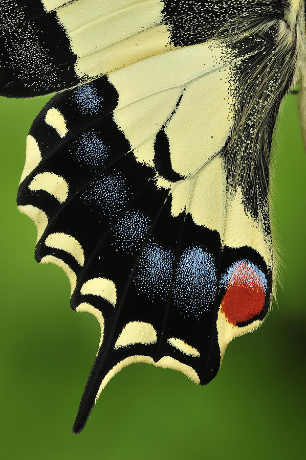 Oldworld Swallowtail Wing Detail Photograph by Thomas Marent