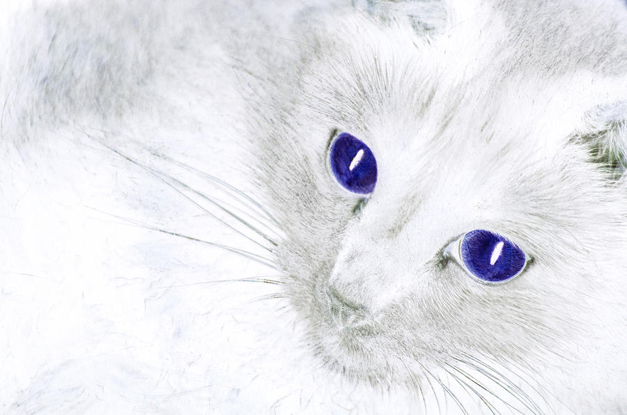 Cat Photograph - Ole Blue Eyes by Camille Lopez