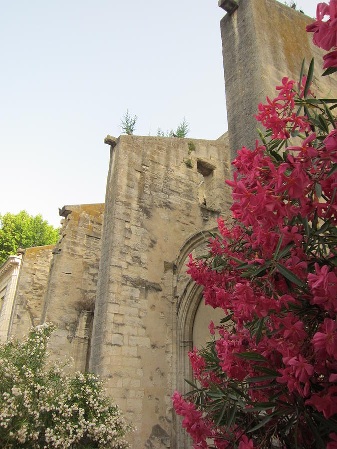 Oleander and Buttresses Photograph by Pema Hou