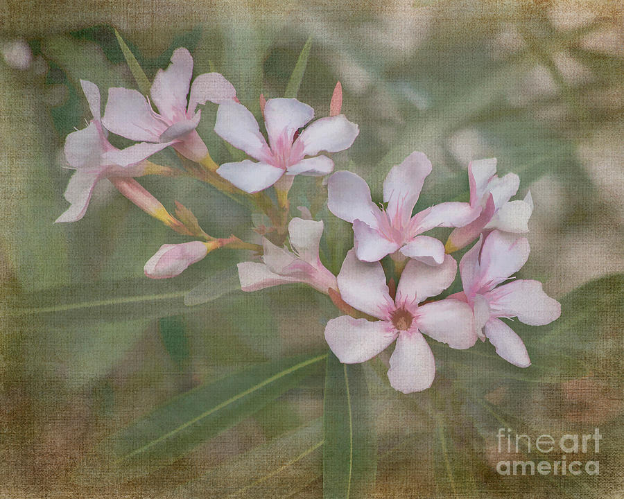 Flower Photograph - Oleander cluster by TN Fairey