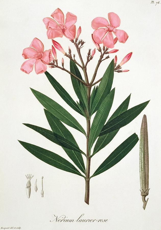 Flower Painting - Oleander from Phytographie Medicale by Joseph Roques  by L F J Hoquart