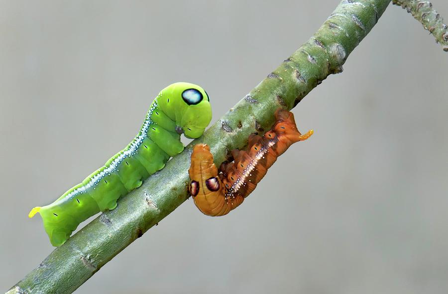 Nature Photograph - Oleander Hawk-moth Caterpillars by K Jayaram