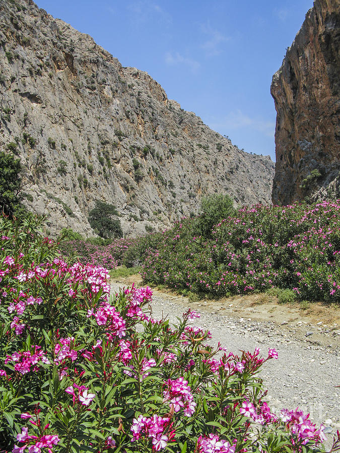 Oleander in Cretan canyon  Photograph by Patricia Hofmeester