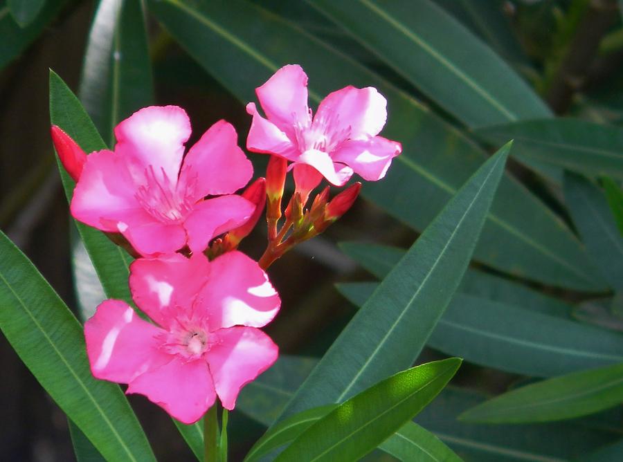 Oleander Light Photograph By Warren Thompson - Fine Art America