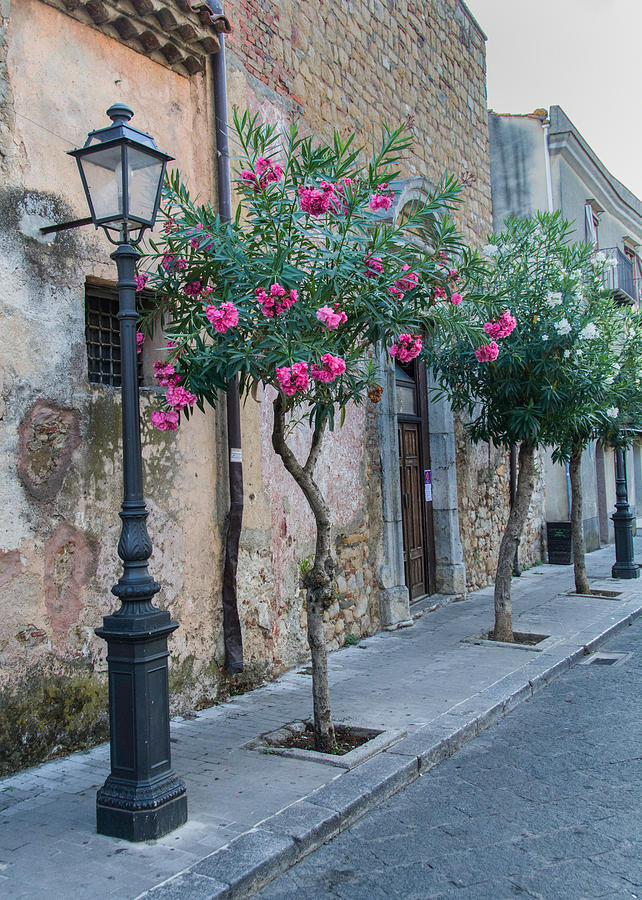 Oleander Trees in Castelbuono Sicily Photograph by Alan Toepfer